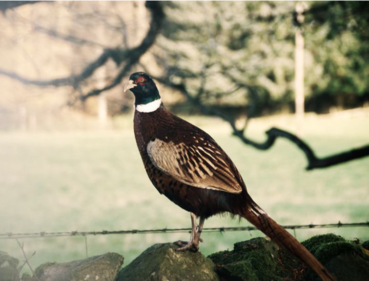 Glenericht Shooting Image - Pheasant